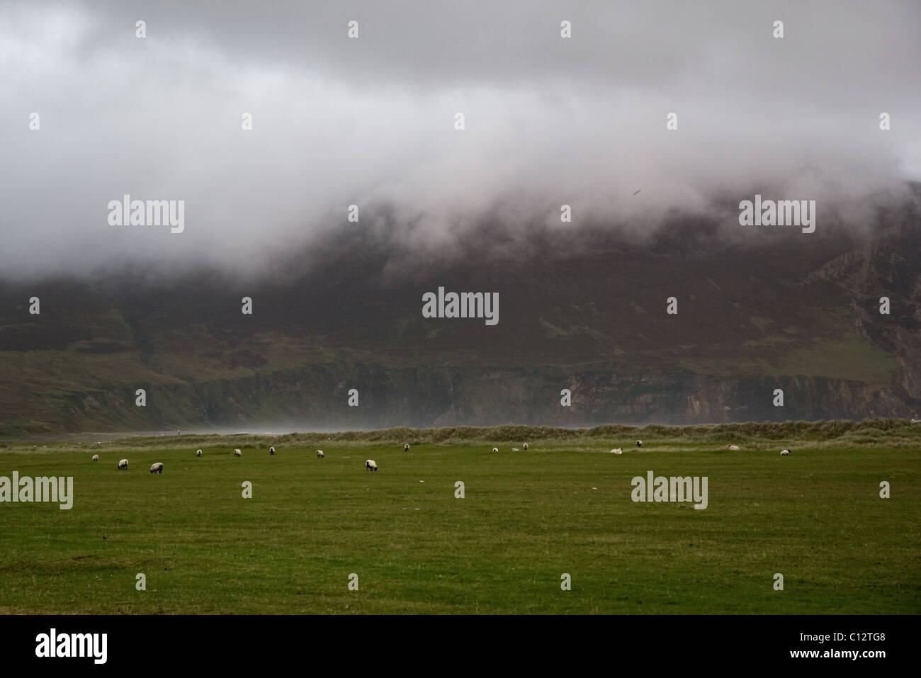 Schafbeweidung auf Achill Island, County Mayo, Irland Stockfoto