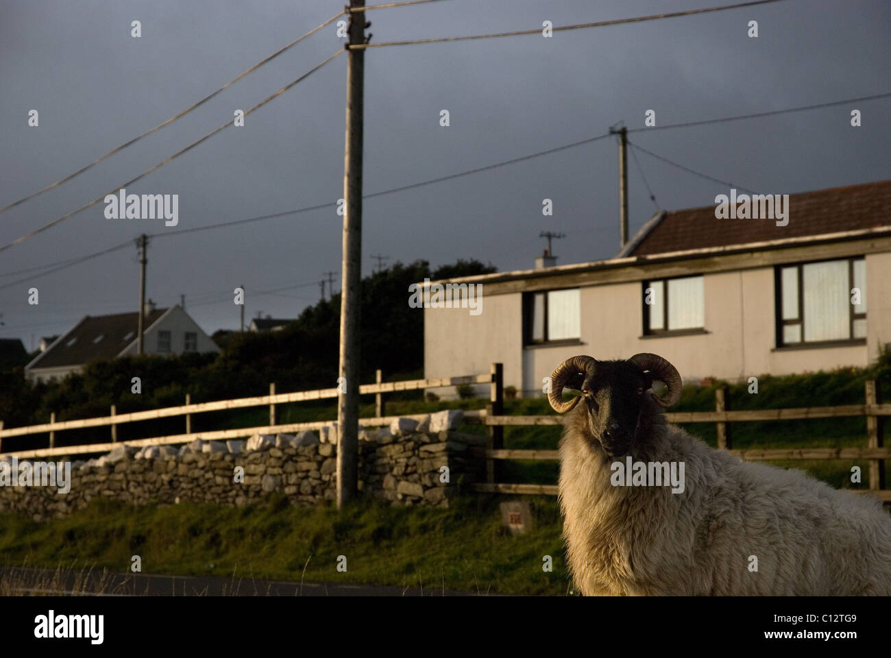 Schafe und Haus außen in Achill Island, County Mayo, Irland Stockfoto