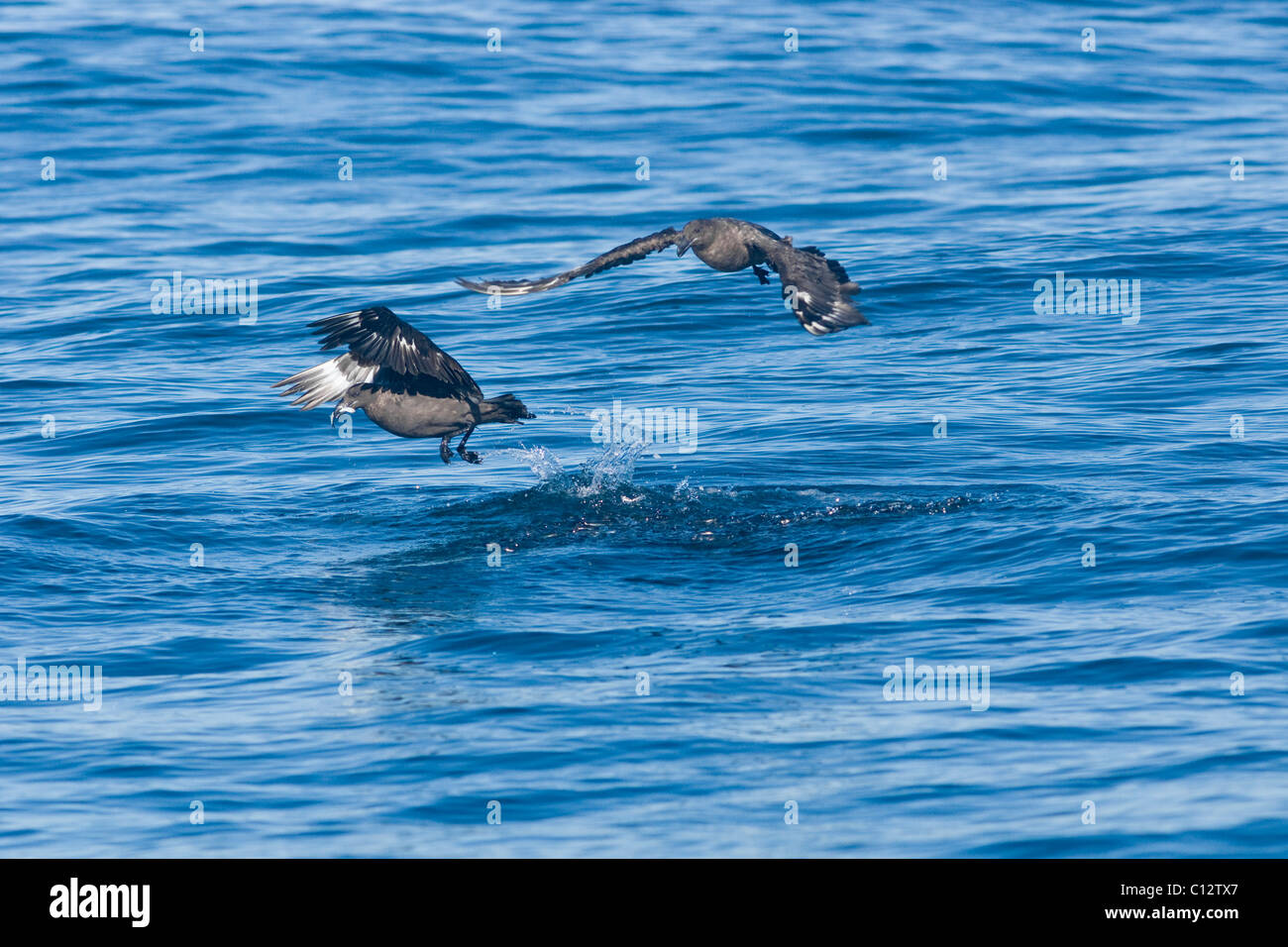 Subantarktischen Skua, Catharacta Antarctica, Fütterung auf baitball Stockfoto