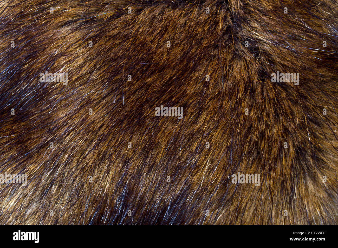 Hintergrund der Luchs Fell closeup Stockfoto