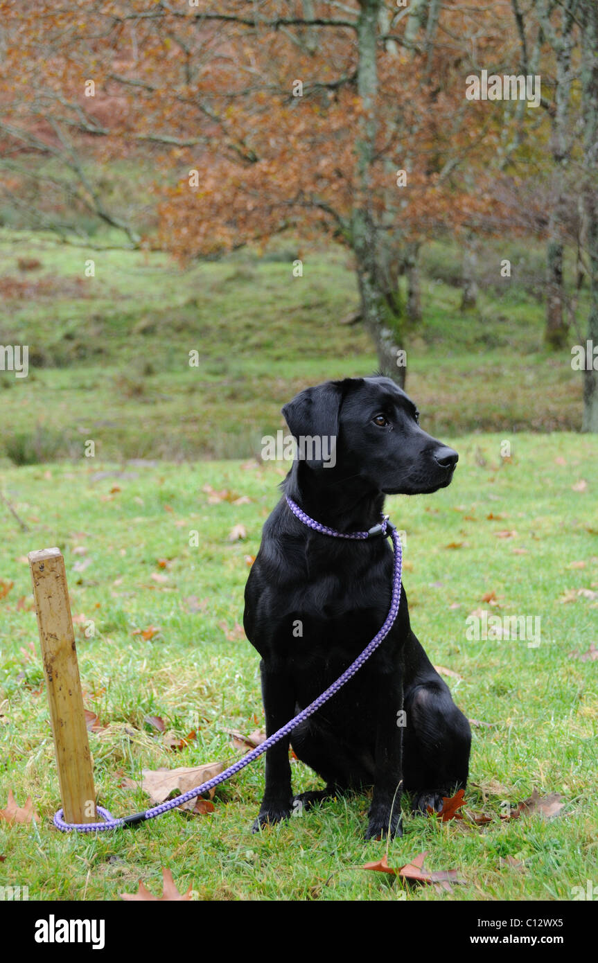 Schwarzer Labrador auf den Pflock Stockfoto