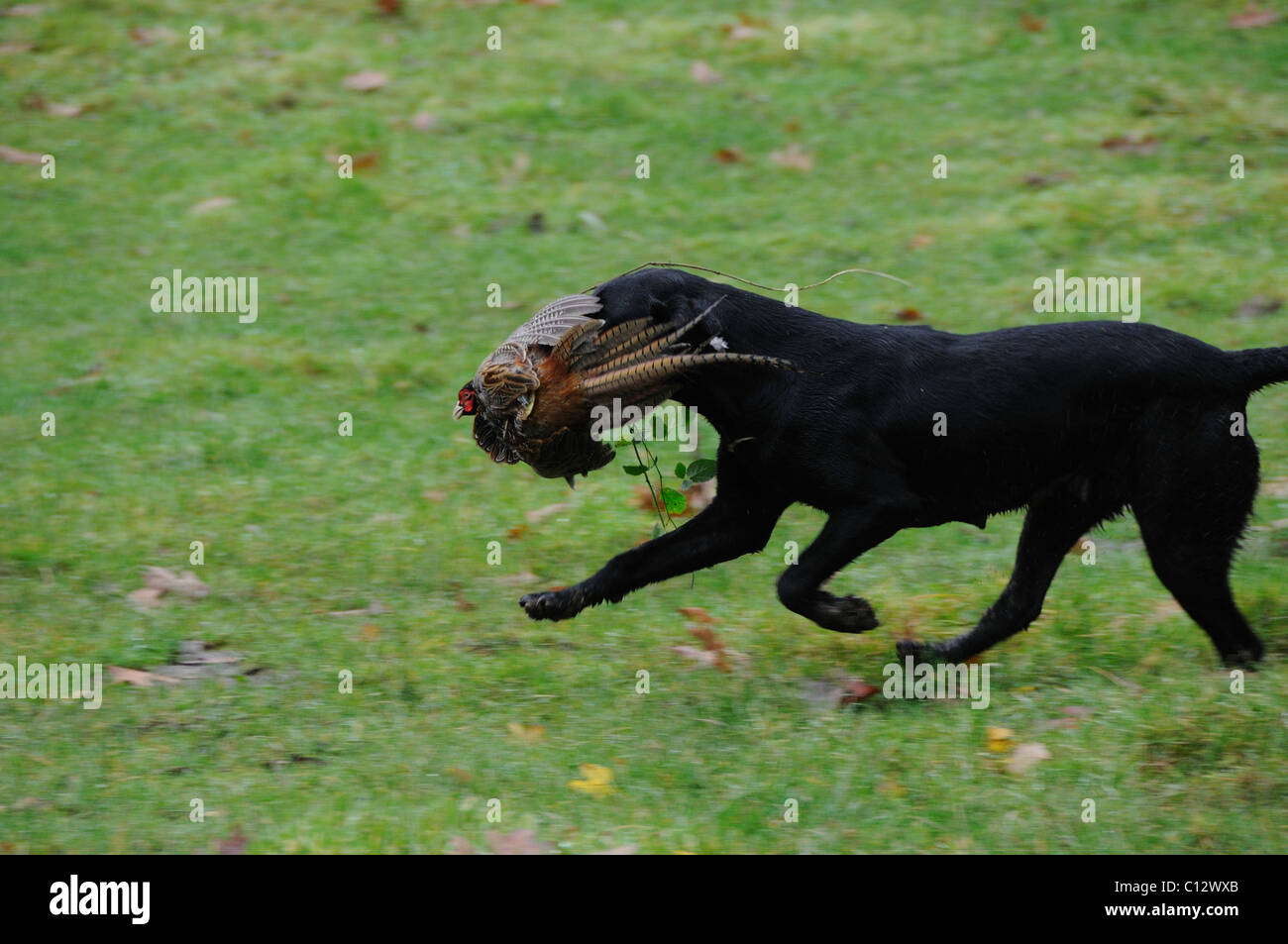 Schwarzer Labrador abrufen ein Fasan Stockfoto