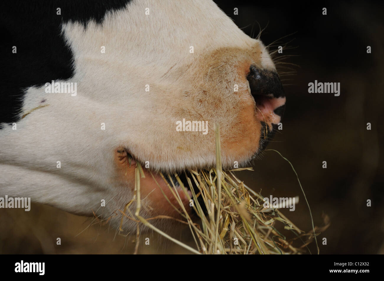 Kuh Essen Heu Stockfoto