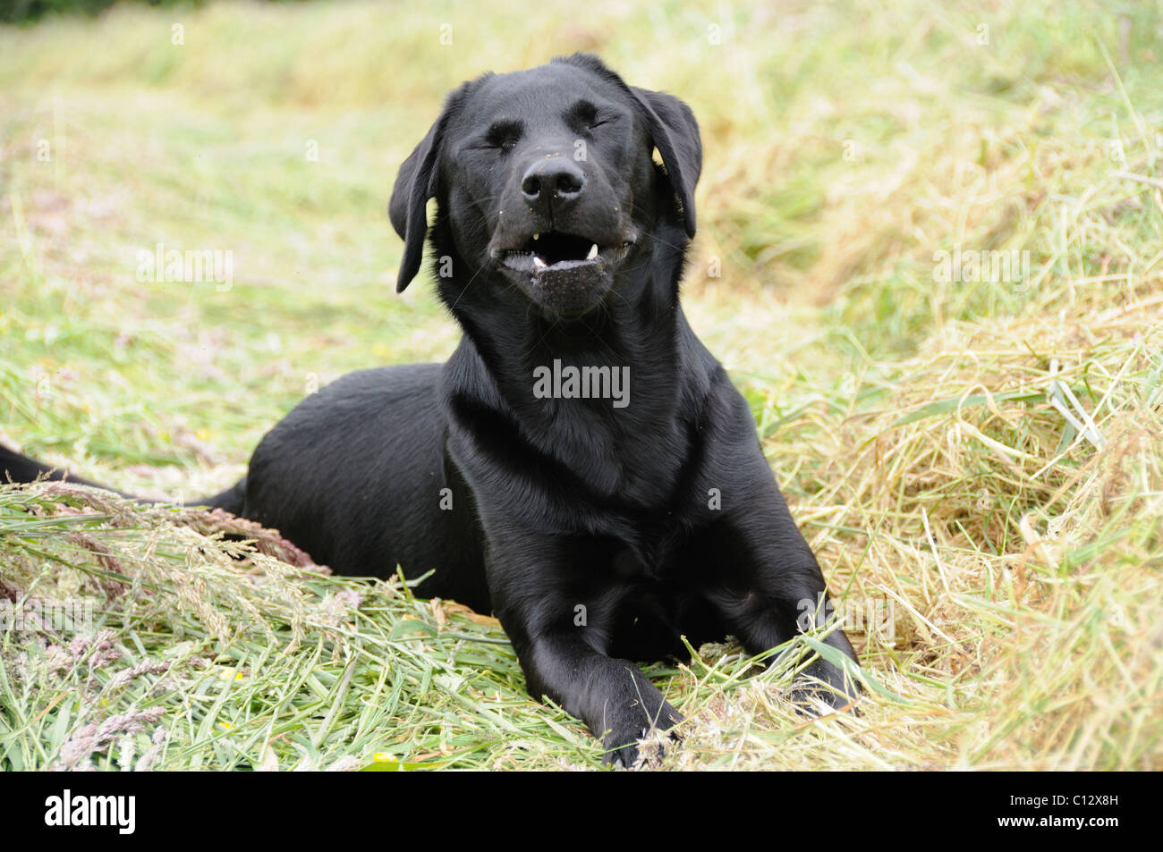 Schwarzer Labrador, die Verlegung in ein Feld von Heu - Niesen Stockfoto