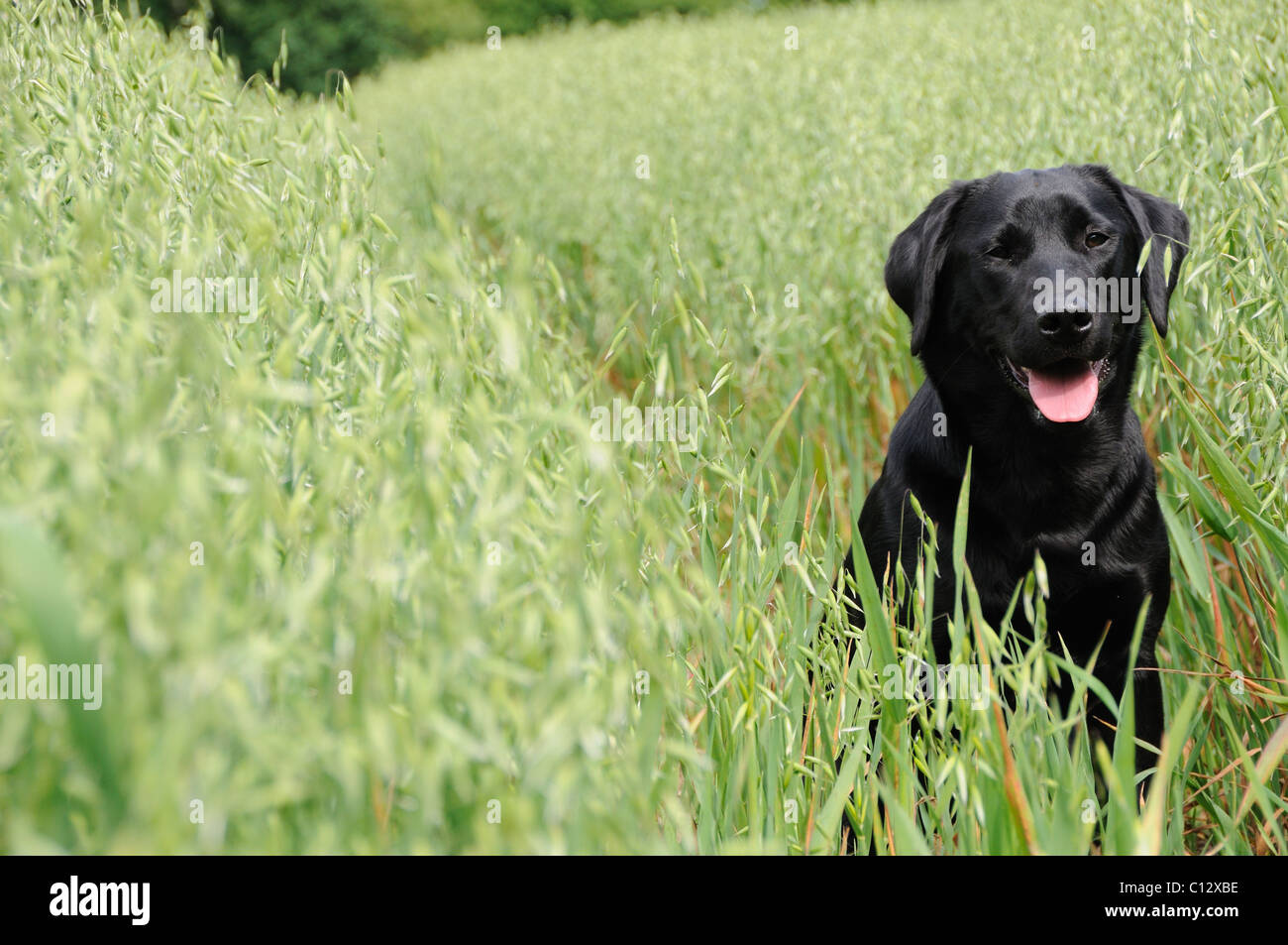 Schwarzer Labrador sitzt in einem Feld von Hafer Stockfoto