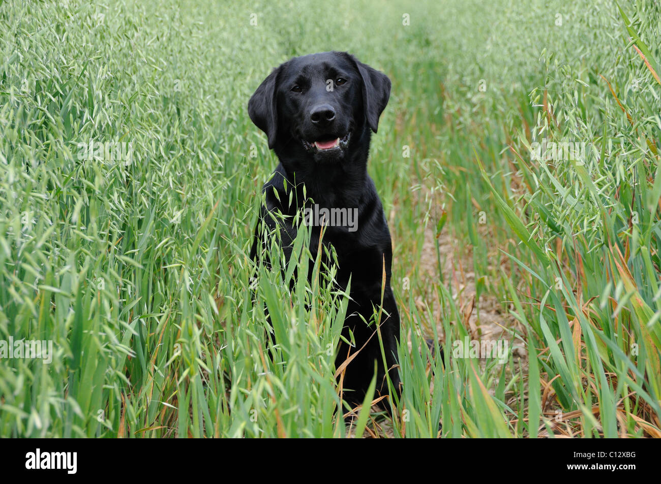 Schwarzer Labrador sitzt in einem Feld von Hafer Stockfoto