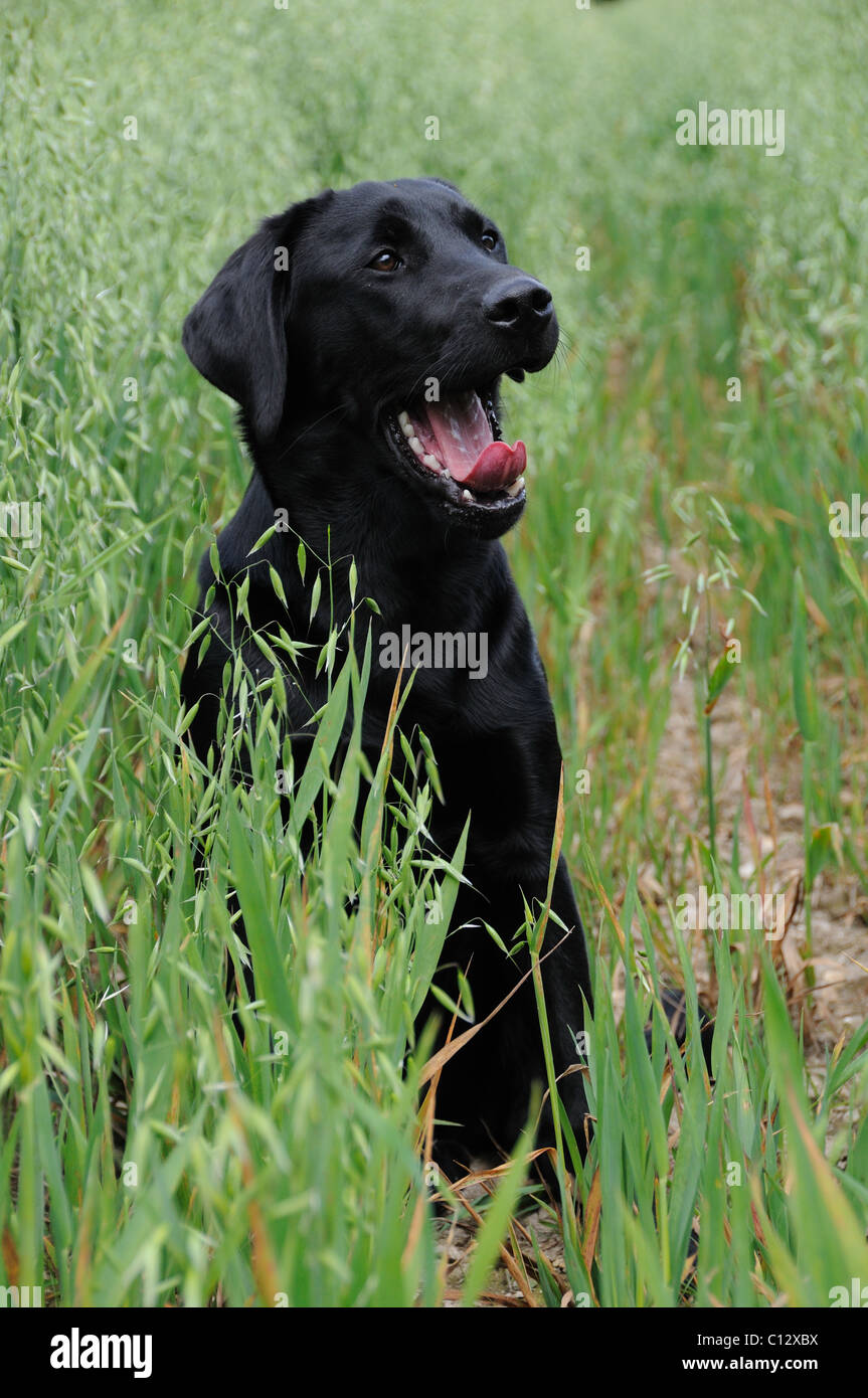 Schwarzer Labrador sitzt in einem Feld von Hafer - Gähnen Stockfoto