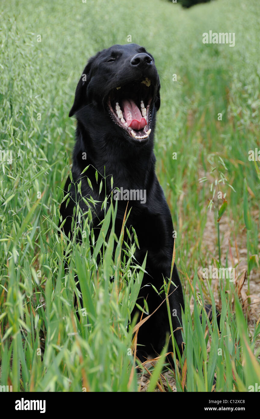 Schwarzer Labrador sitzt in einem Feld von Hafer - Gähnen Stockfoto