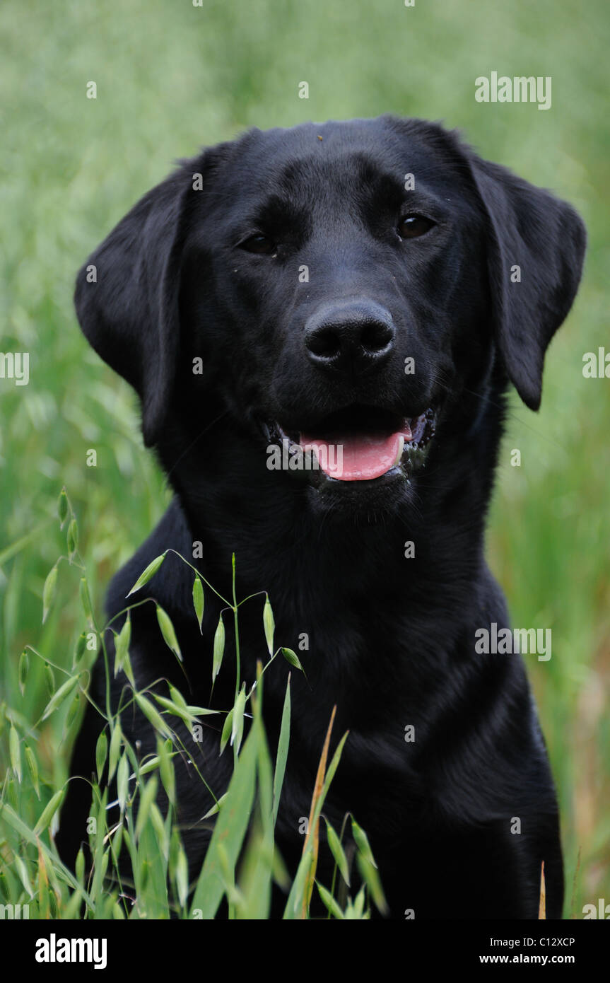 Schwarzer Labrador-portrait Stockfoto