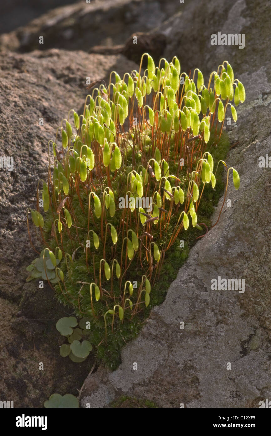 Bryum Capilliare, fand eine gemeinsame Kissen bilden Moos oft auf Mauern und Felsen wachsen. Hier im zeitigen Frühjahr gezeigt. Stockfoto