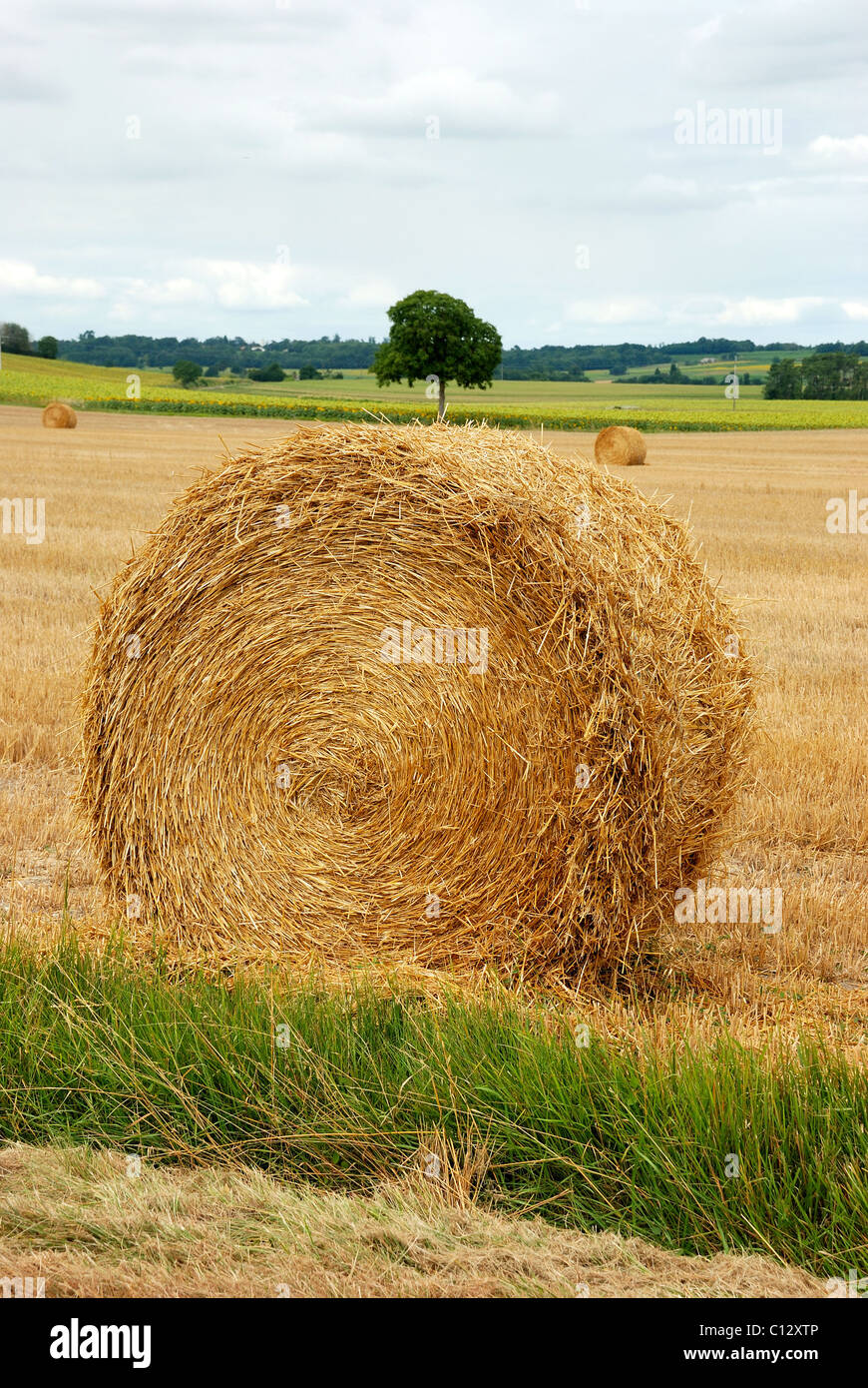 Rundballen Stroh in abgeernteten Feldern Stockfoto