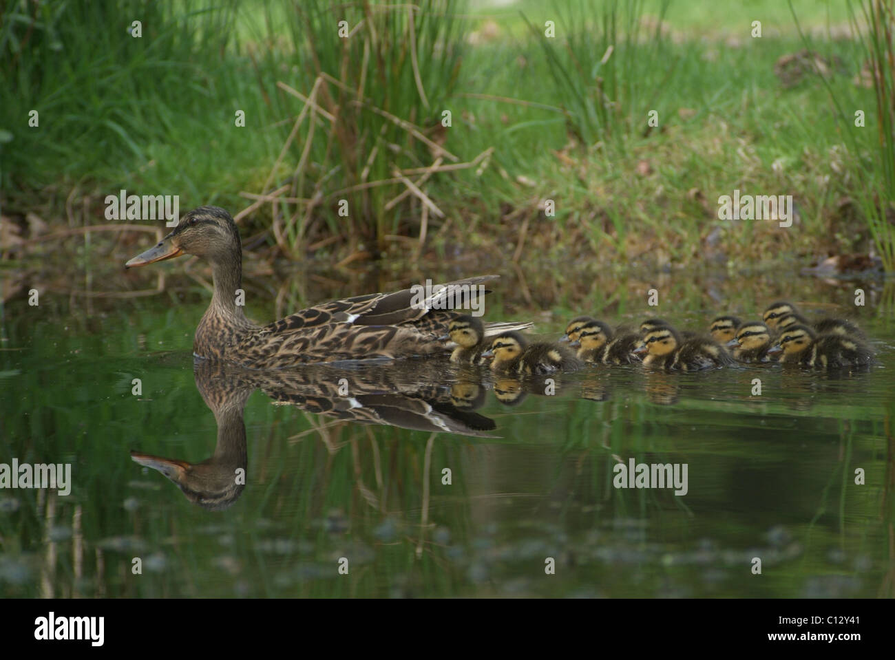 Ente mit Entchen auf einem Teich Stockfoto