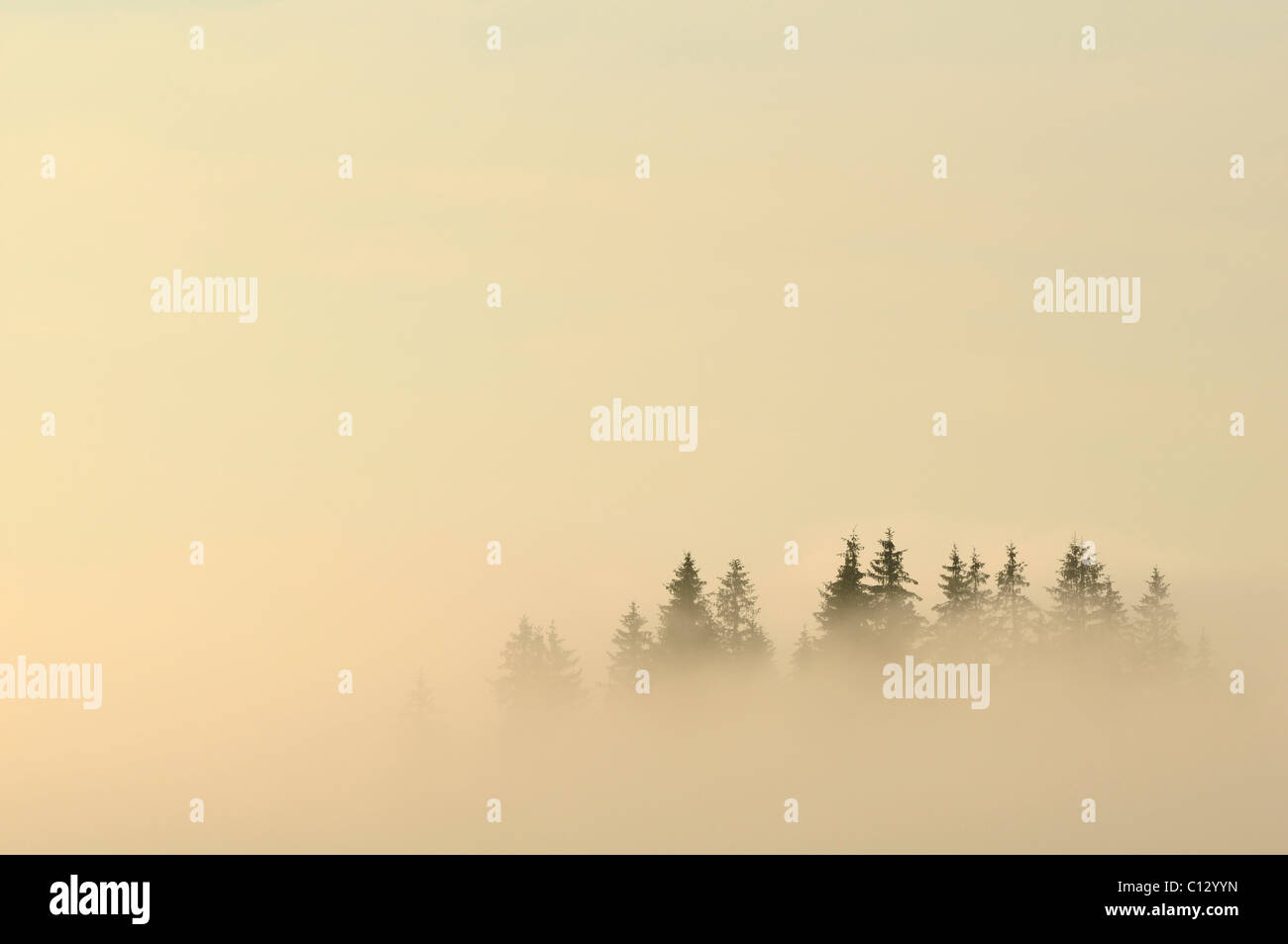 Landschaft in Dzembronya Bereich in der Ukraine im Morgengrauen Stockfoto