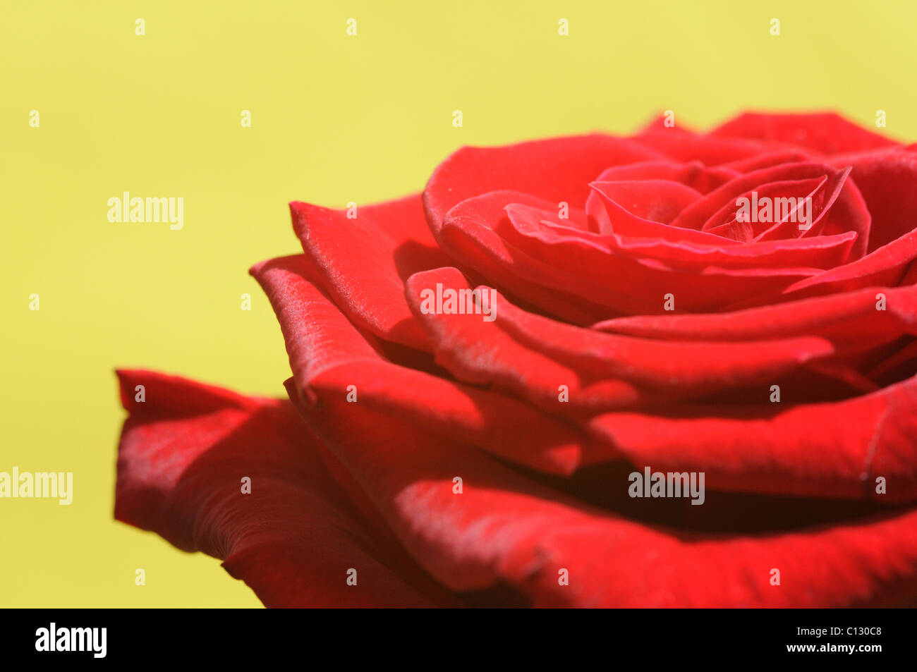 Rote Rosees auf gelbem Hintergrund Stockfoto