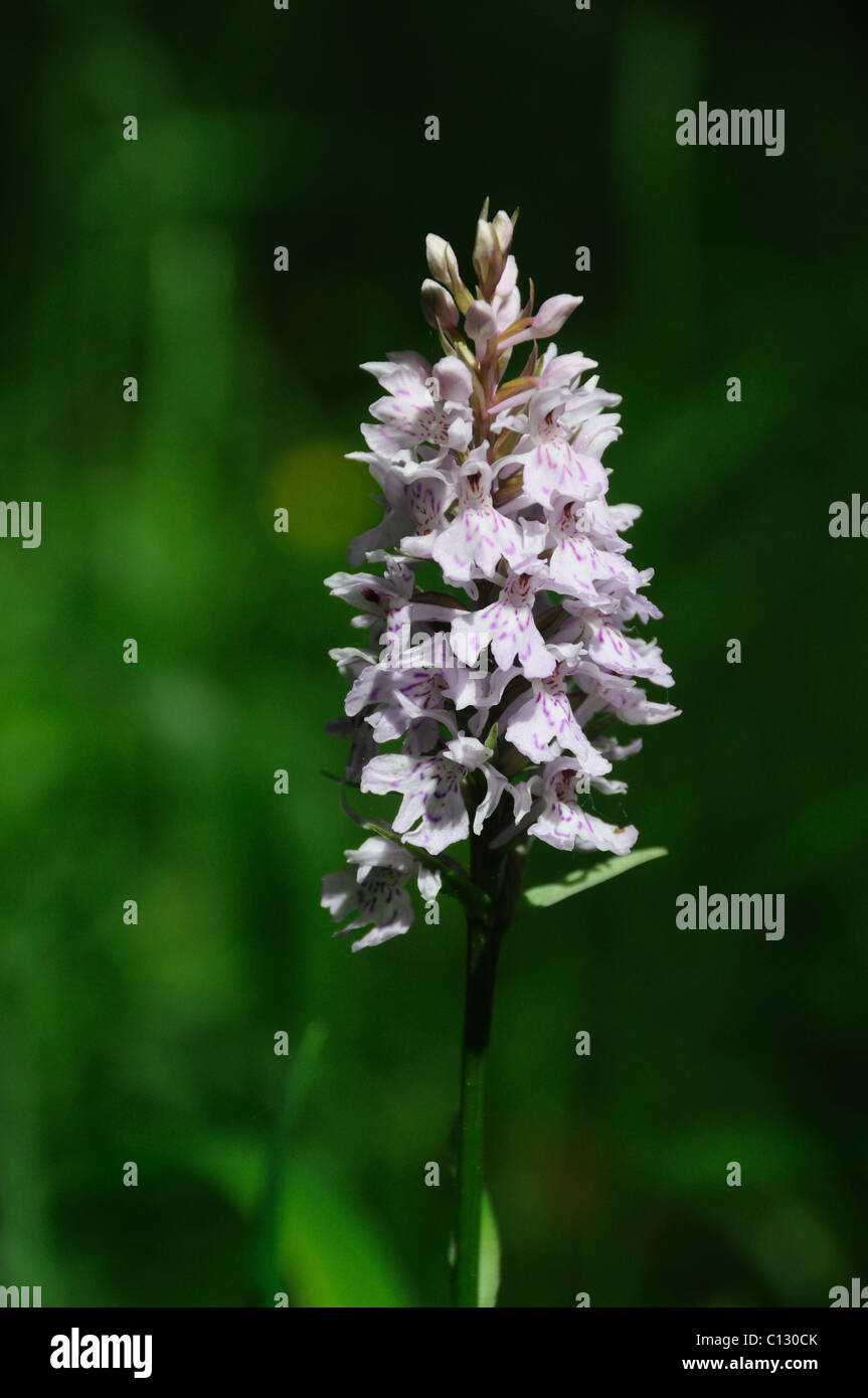 Gemeinsame gefleckte Orchidee Stockfoto