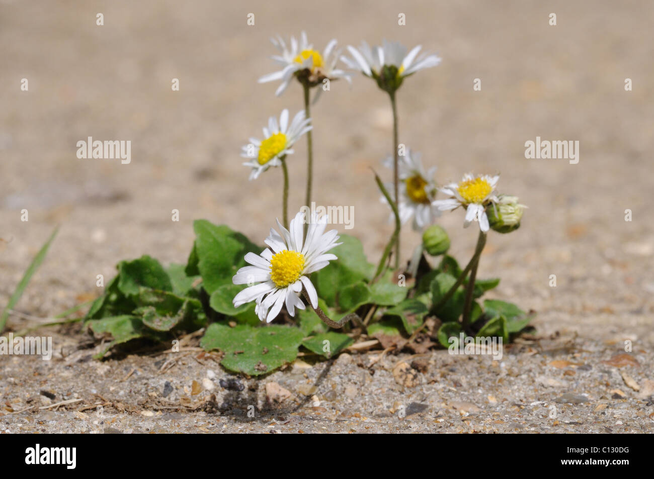 Gänseblümchen wachsen durch einen Riss im Beton Stockfoto