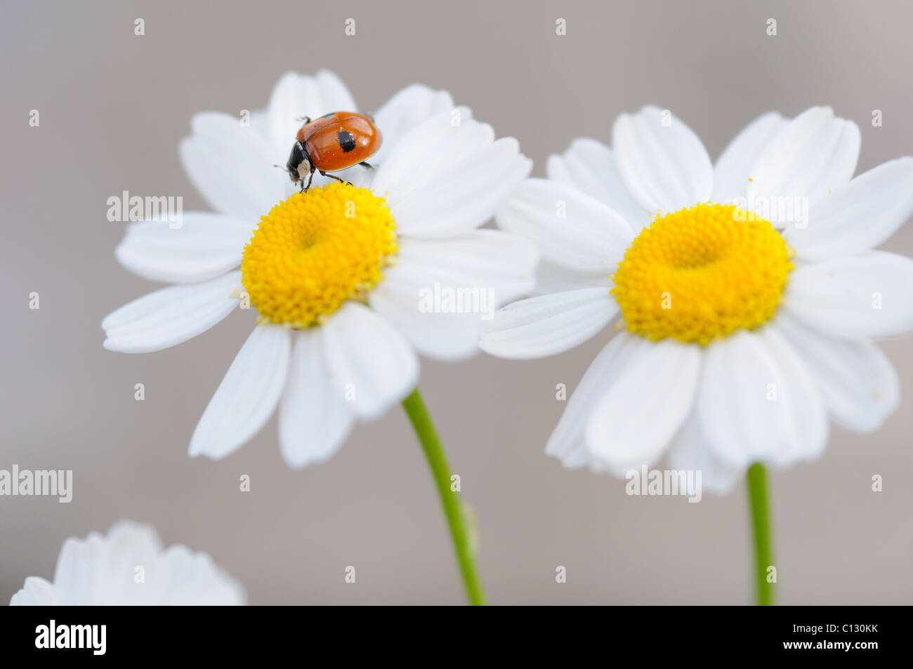 Marienkäfer auf ein Gänseblümchen Stockfoto