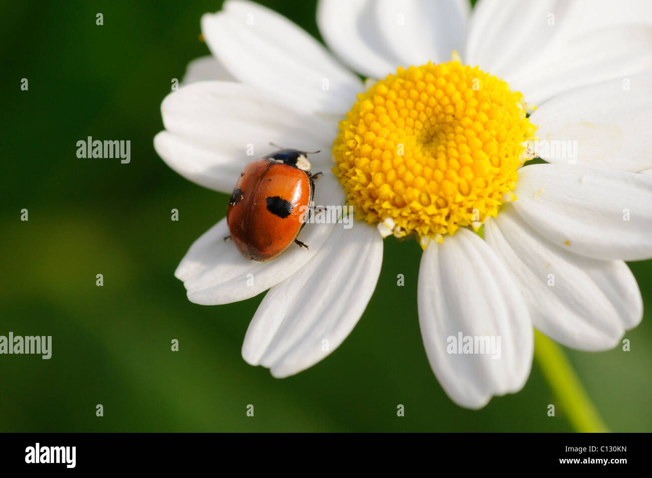 Marienkäfer auf ein Gänseblümchen Stockfoto