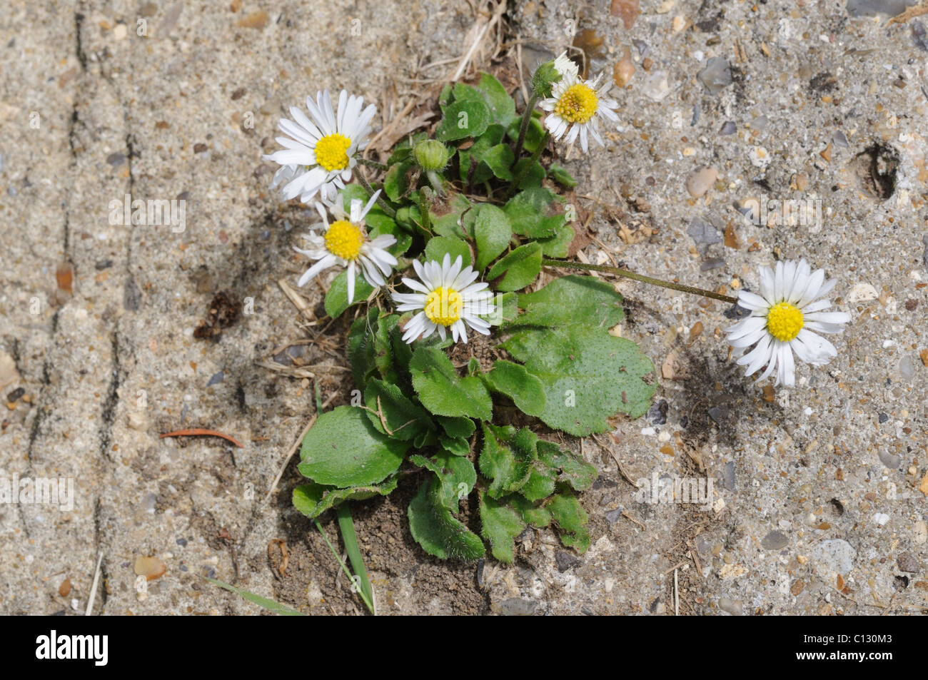 Gänseblümchen wachsen durch einen Riss im Beton Stockfotografie - Alamy