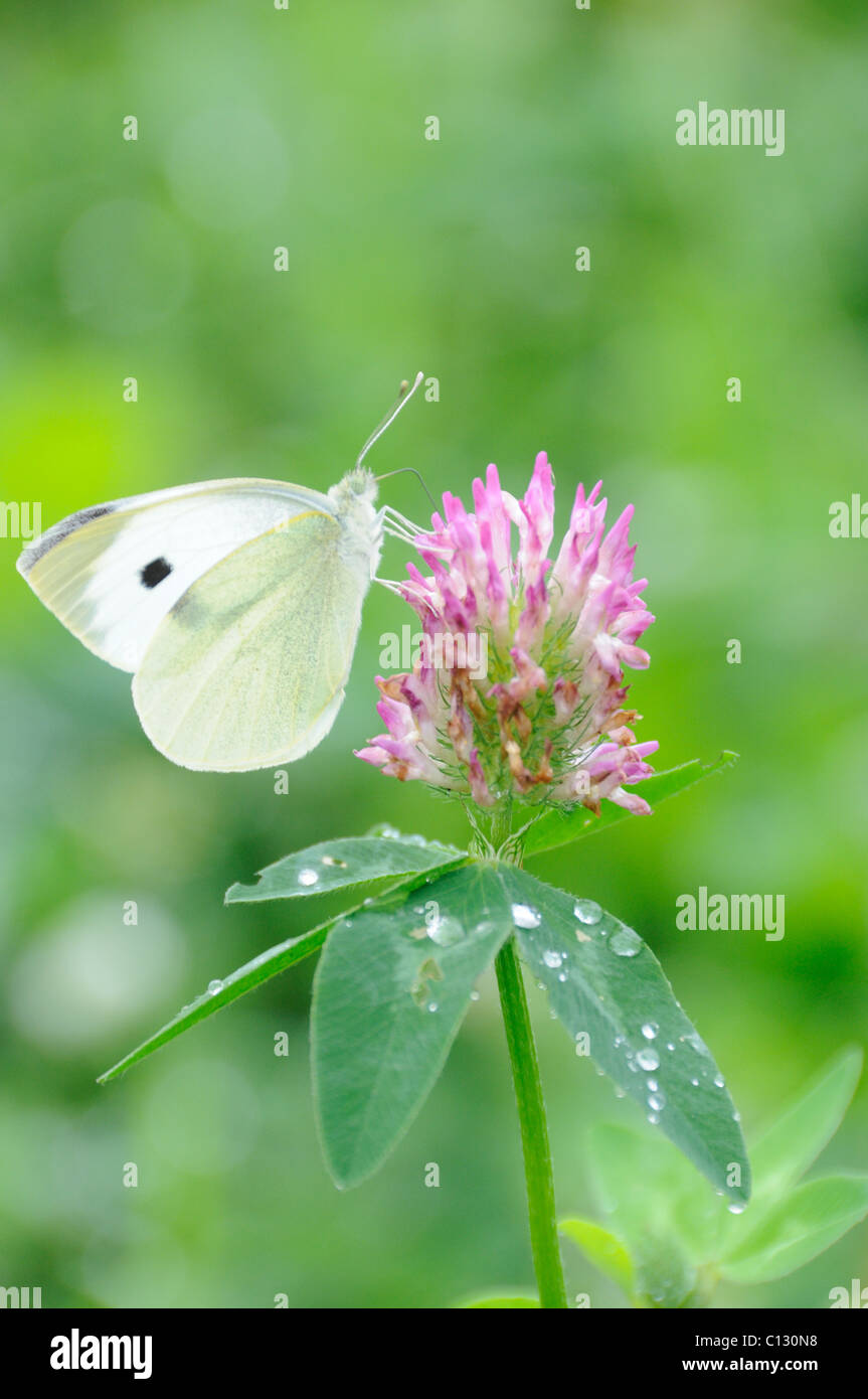 Schmetterling auf Klee Blume Stockfoto