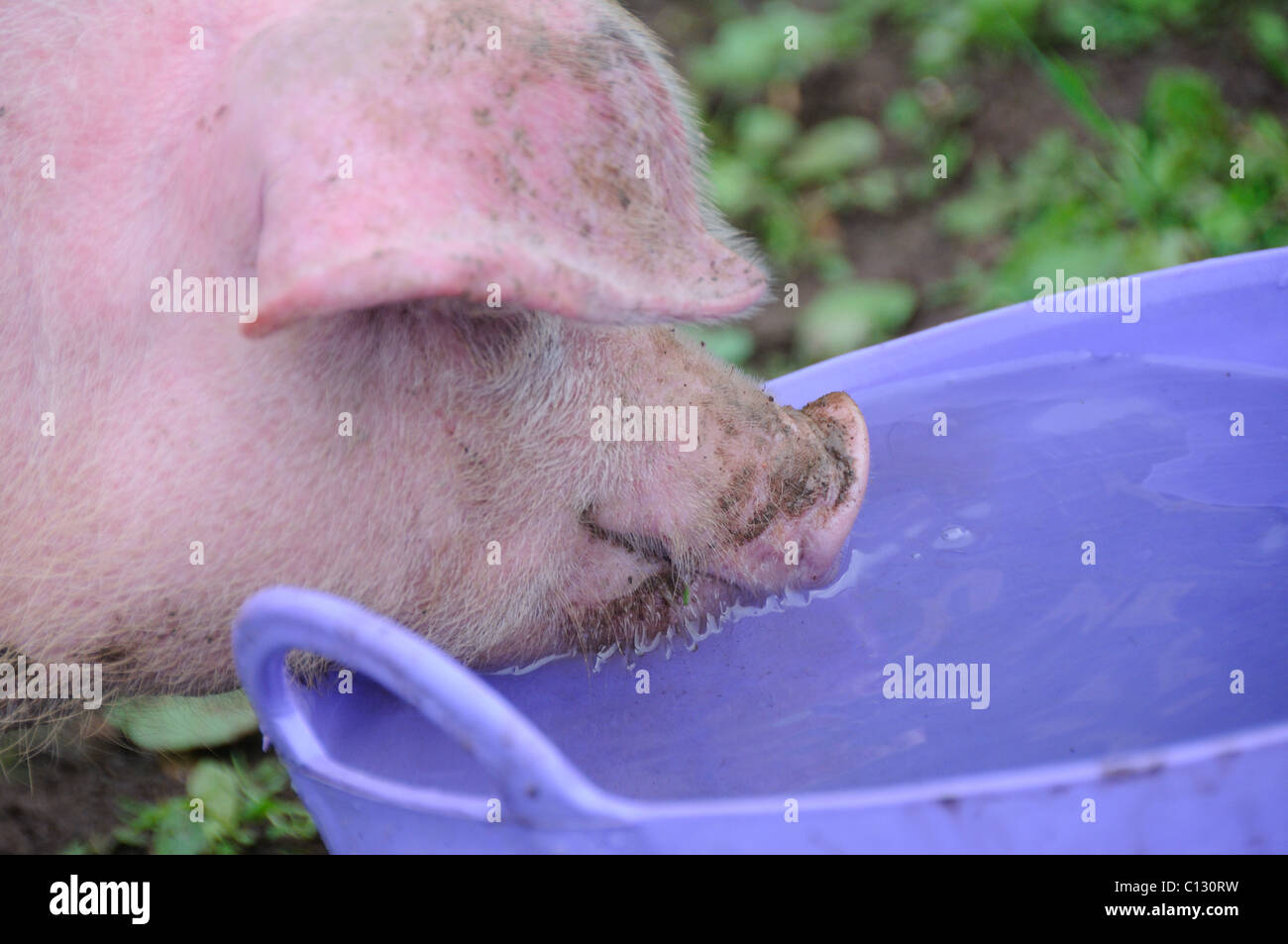 Schwein aus einem Wassereimer trinken Stockfoto