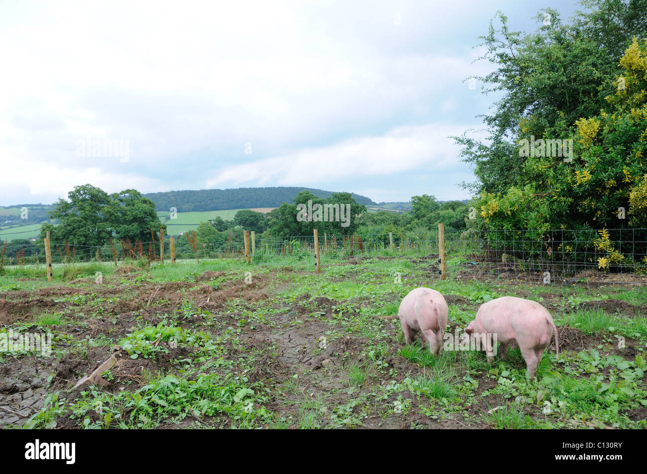Zwei Schweine in einem eingezäunten Bereich eines Gartens Stockfoto