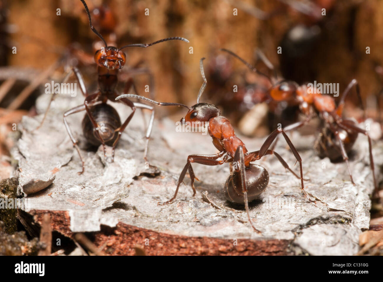 Holz-Ameisen (Formica Rufa), zwei in der Verteidigung-Haltung, am Eingang des Nestes, Niedersachsen, Deutschland Stockfoto