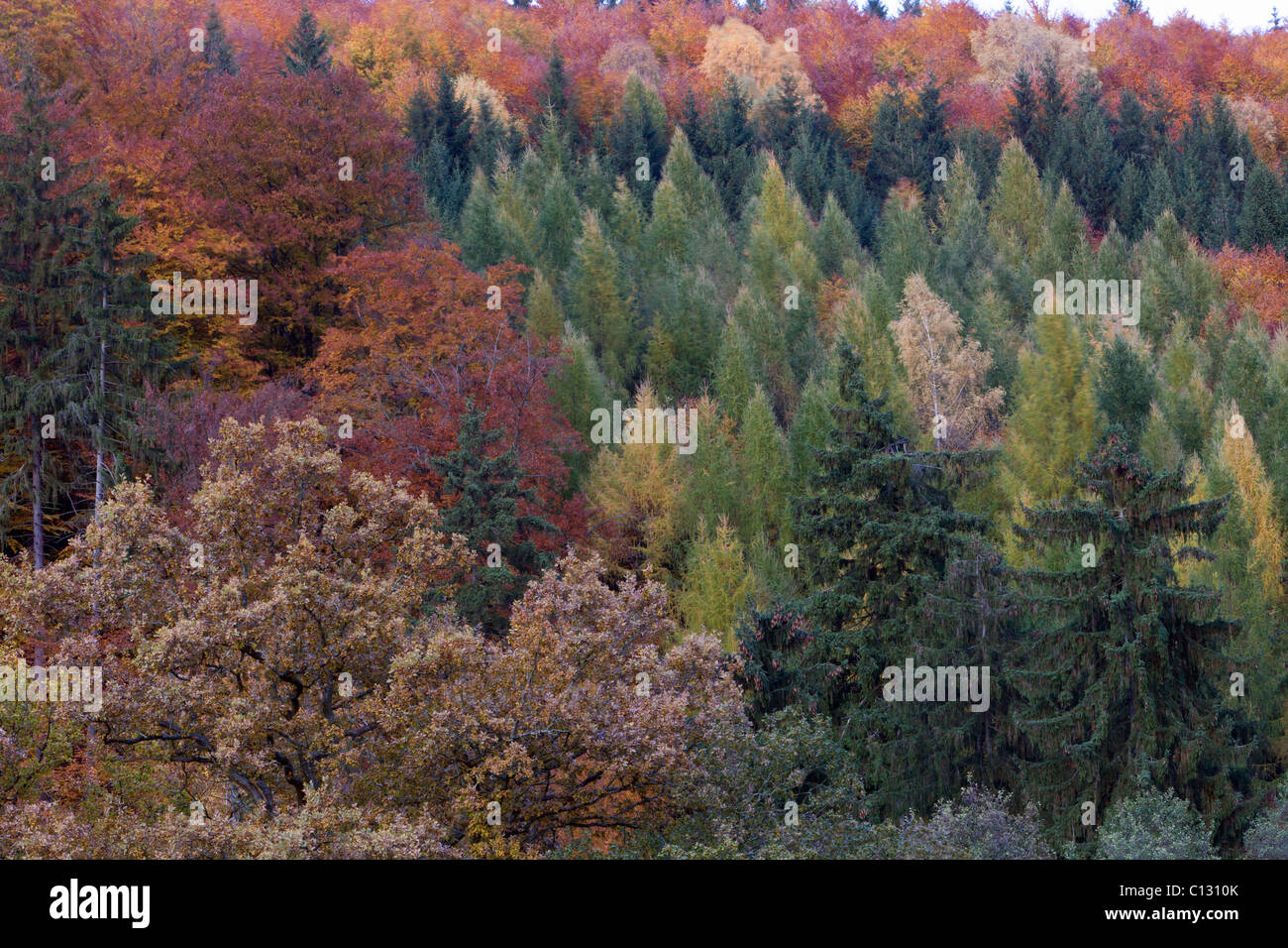 Gemischte Wald, Herbst Farbe, Niedersachsen, Deutschland Stockfoto