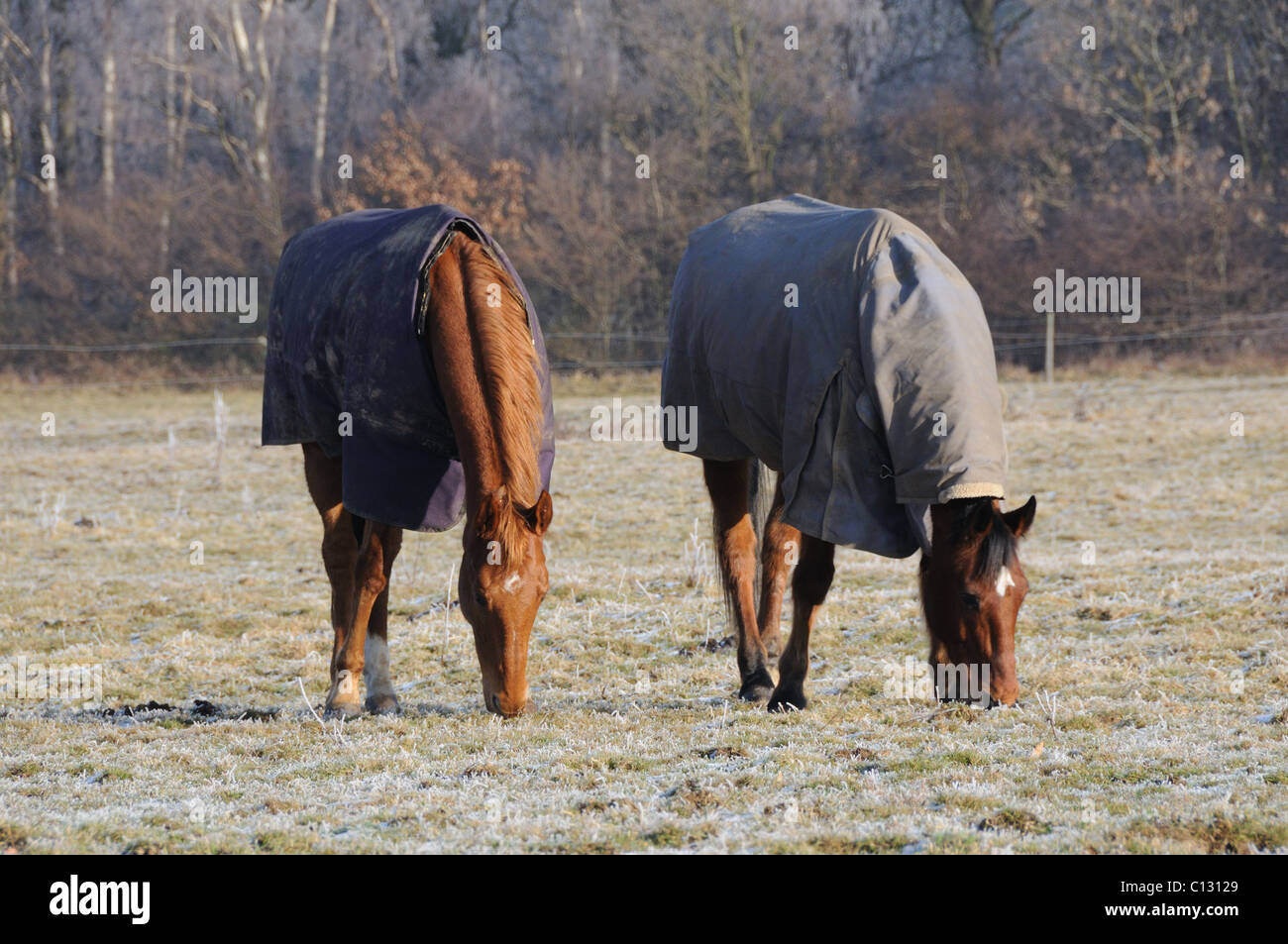 Robuste Pferde in einem Feld an einem frostigen Morgen Stockfoto