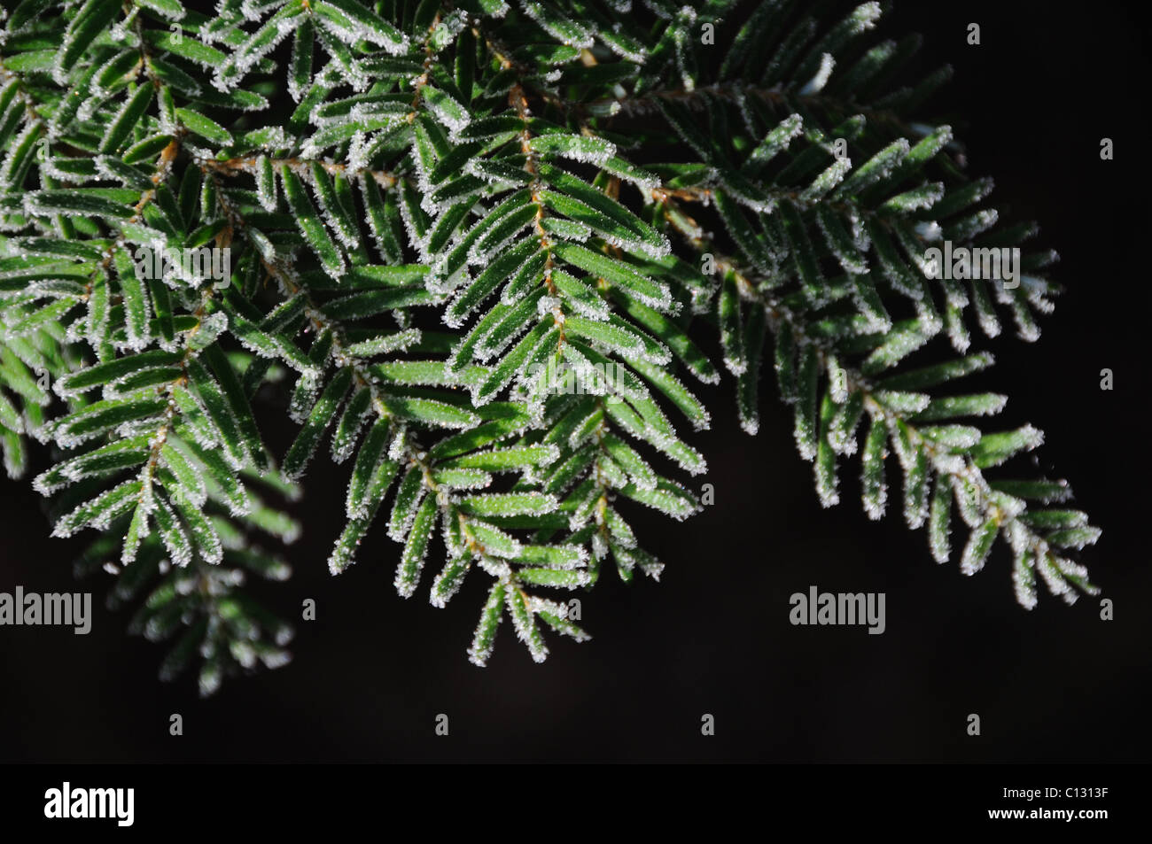 Frostigen immergrüner Baum Stockfoto