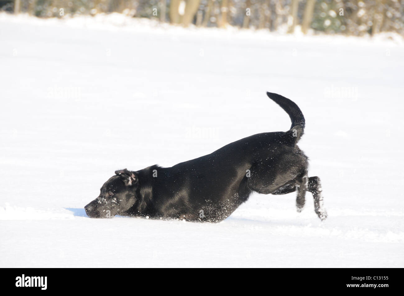 schwarzer Labrador spielen im Schnee Stockfoto