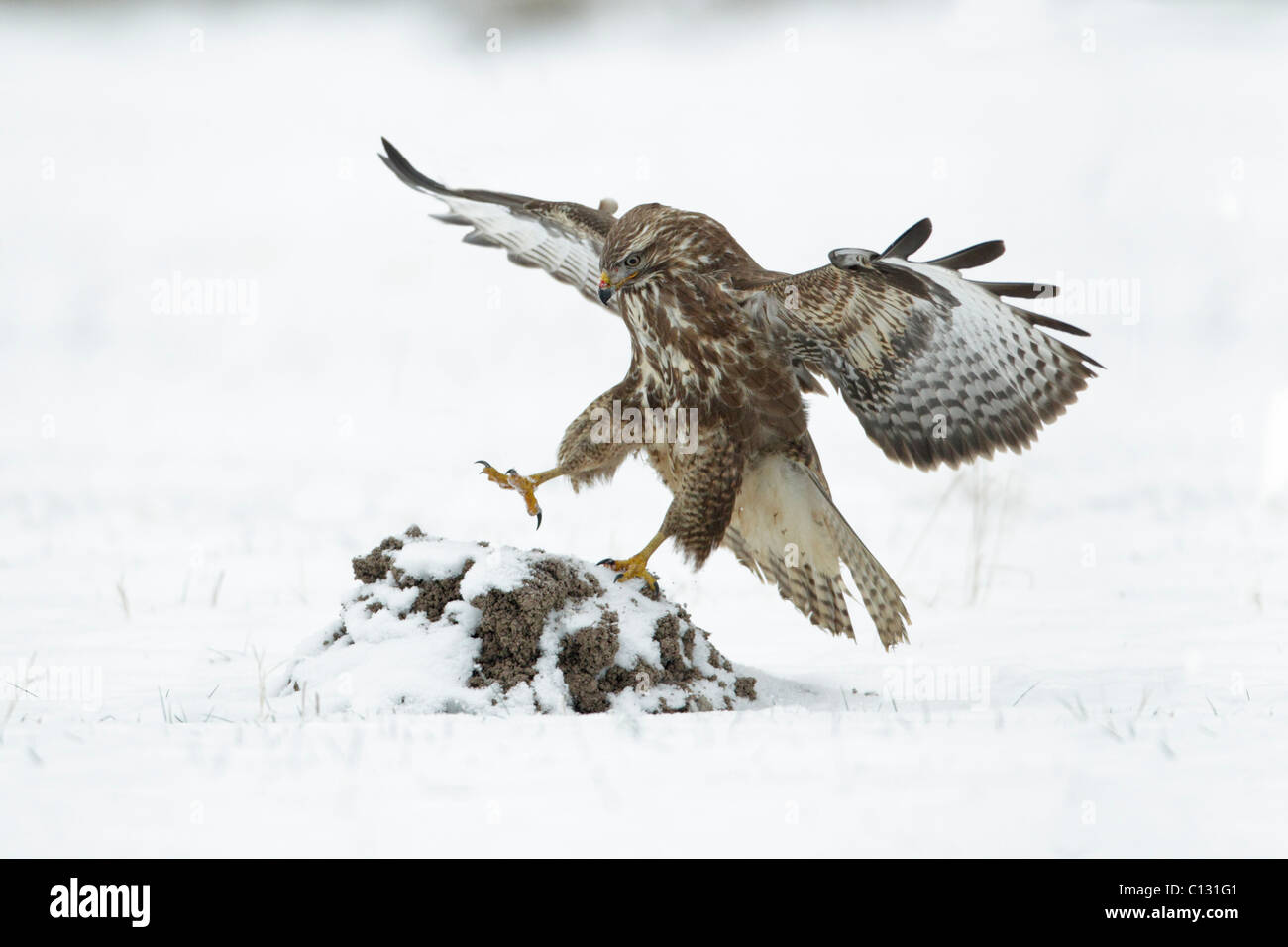 Mäusebussard (Buteo Buteo), während des Fluges landen auf Schnee bedeckten Maulwurfshügel Stockfoto