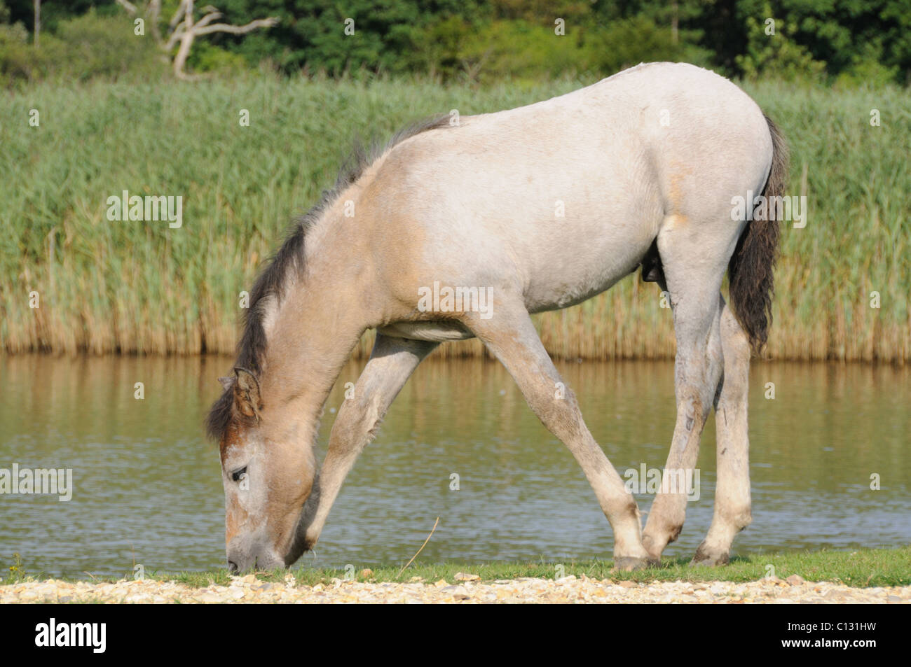 New Forest Pony Teich Stockfoto