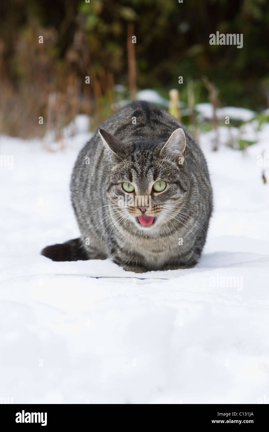 Hauskatze, Fütterung in tief verschneiten Garten Stockfoto