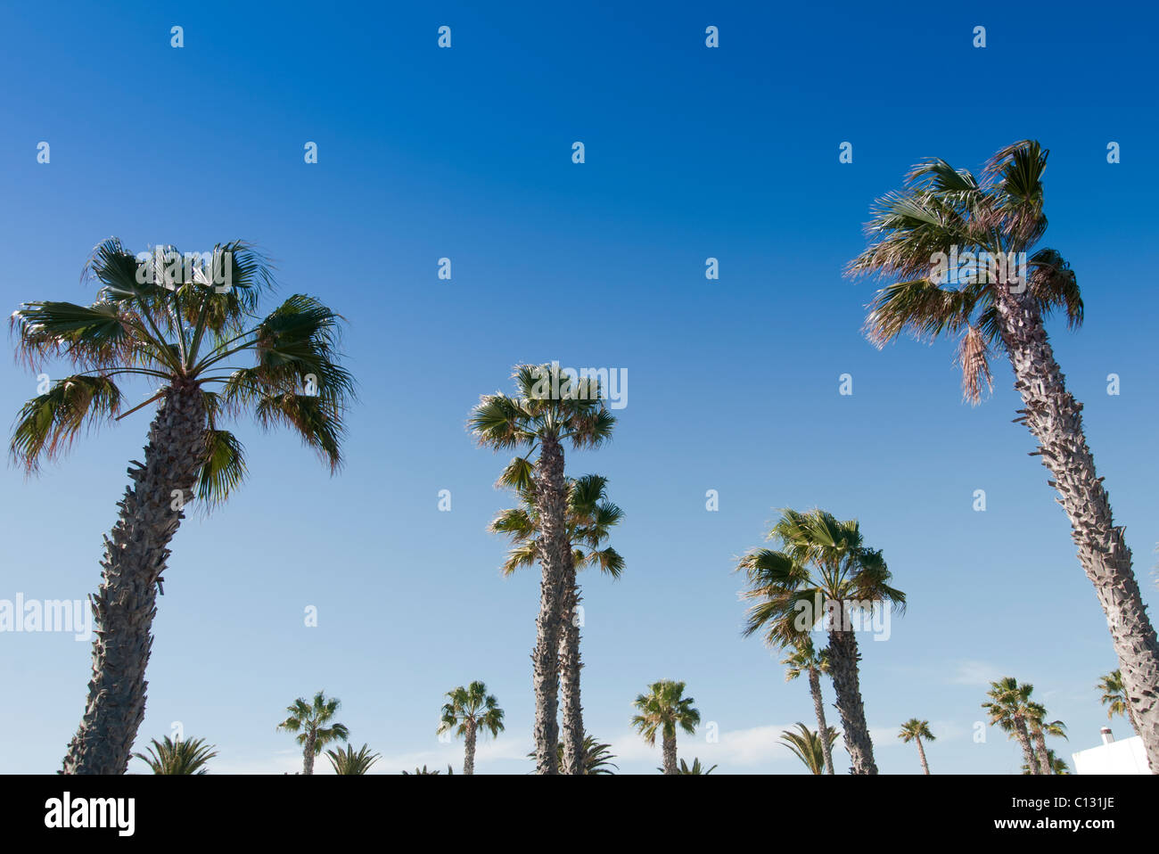 Palmen mit strahlend blauem Himmel. Stockfoto