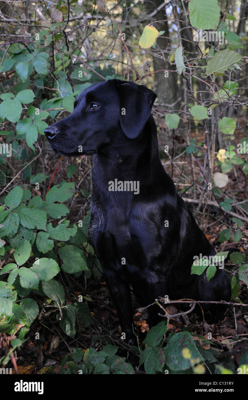 Schwarze Labrador Amoungst Brombeeren Stockfoto