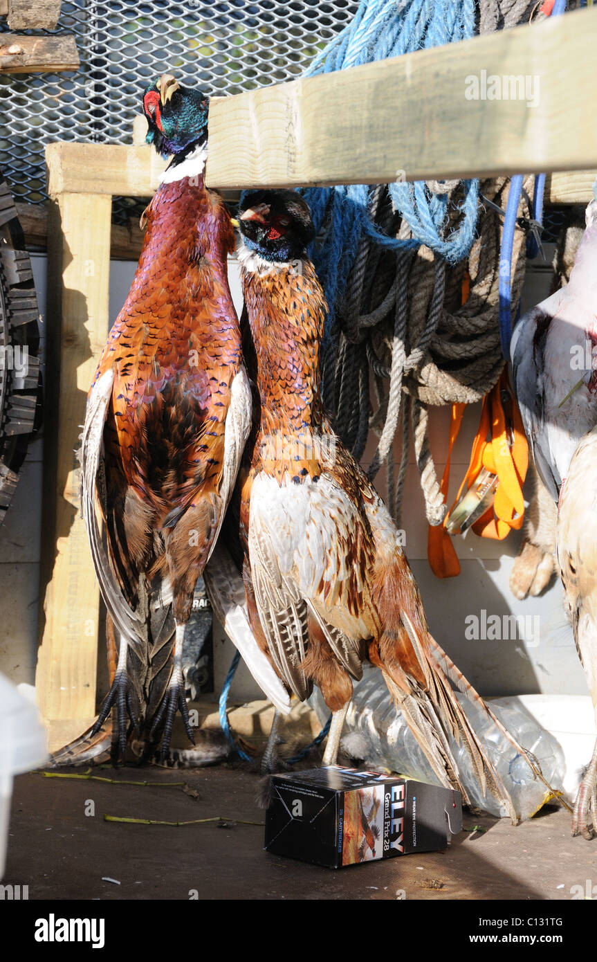 Fasane im Spiel Wagen erschossen Stockfoto