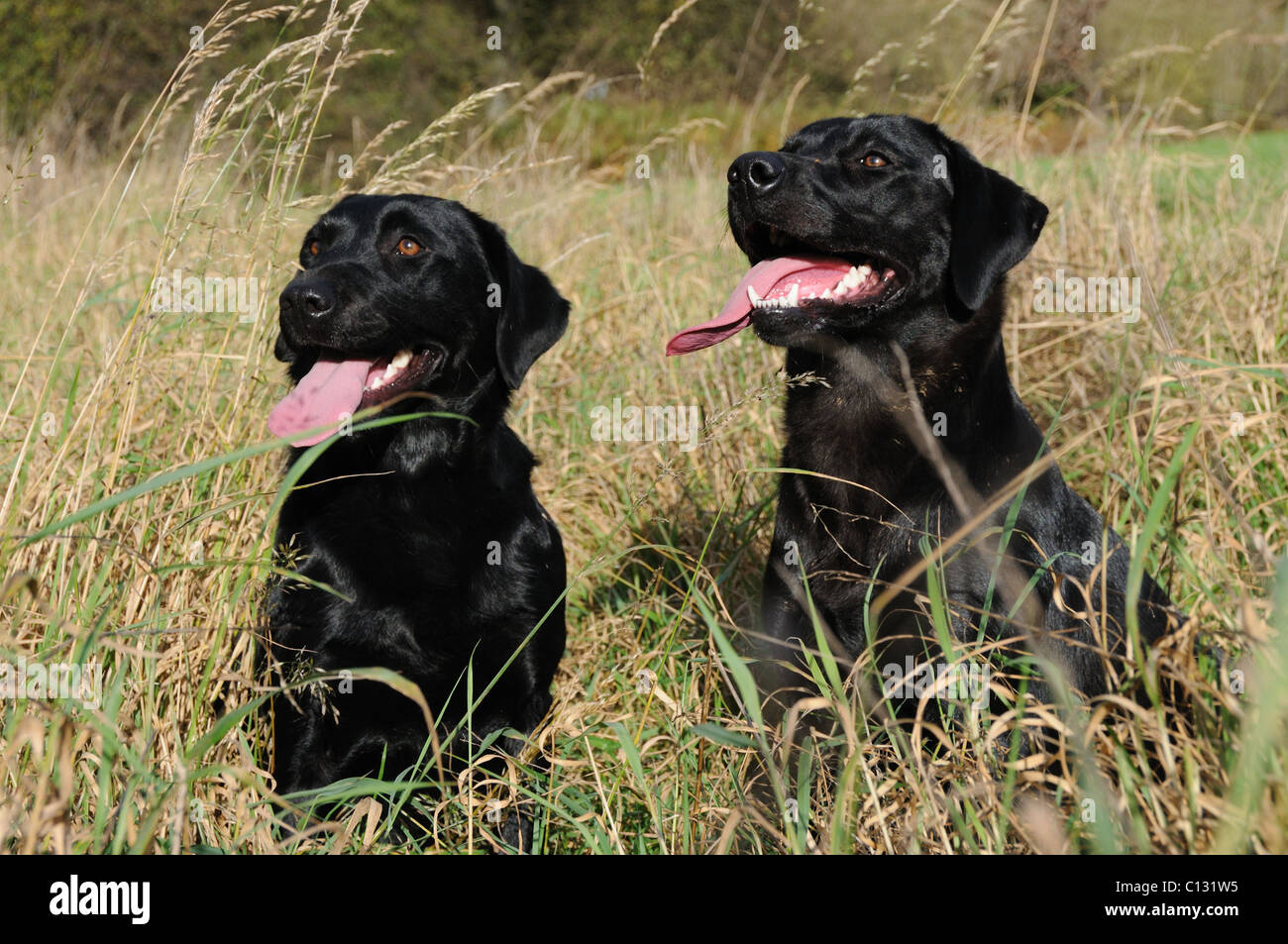 Zwei schwarze Labradore saßen einige Gras Stockfoto