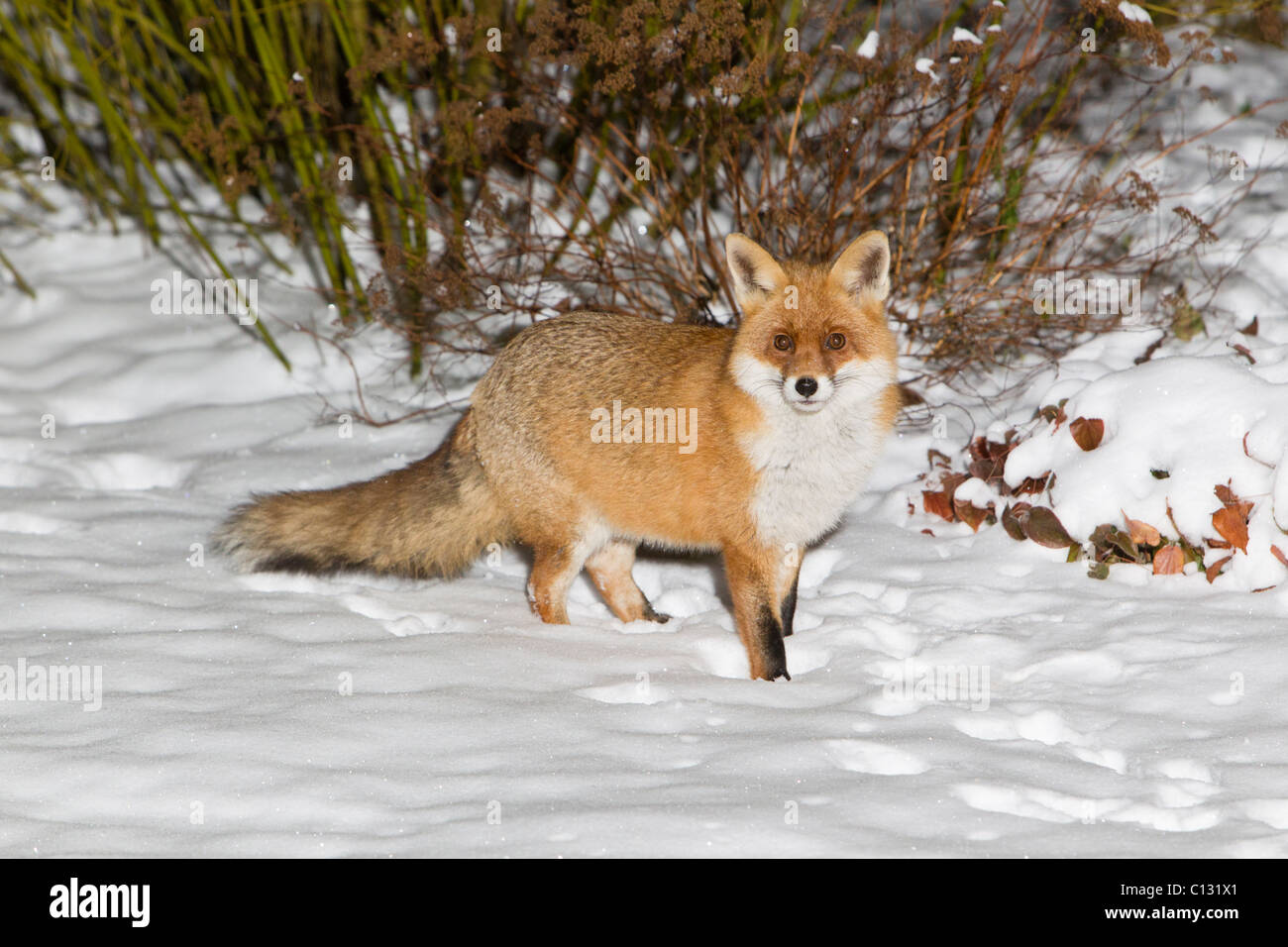 Europäischen Fuchs (Vulpes Vulpes), im Garten, winter Stockfoto