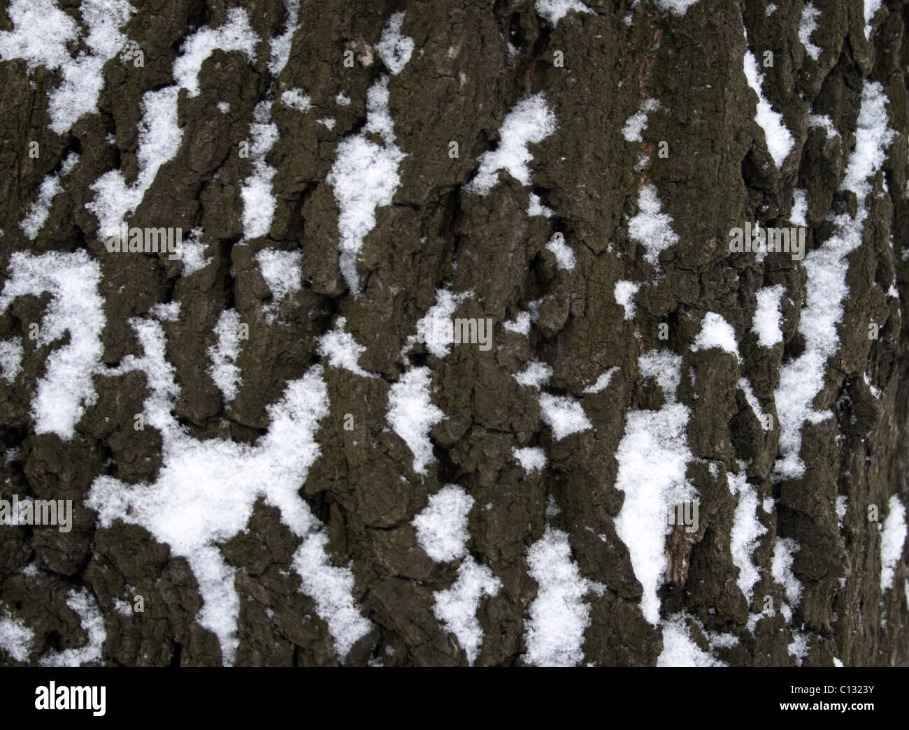 Rinde mit Schnee bedeckt Stockfoto