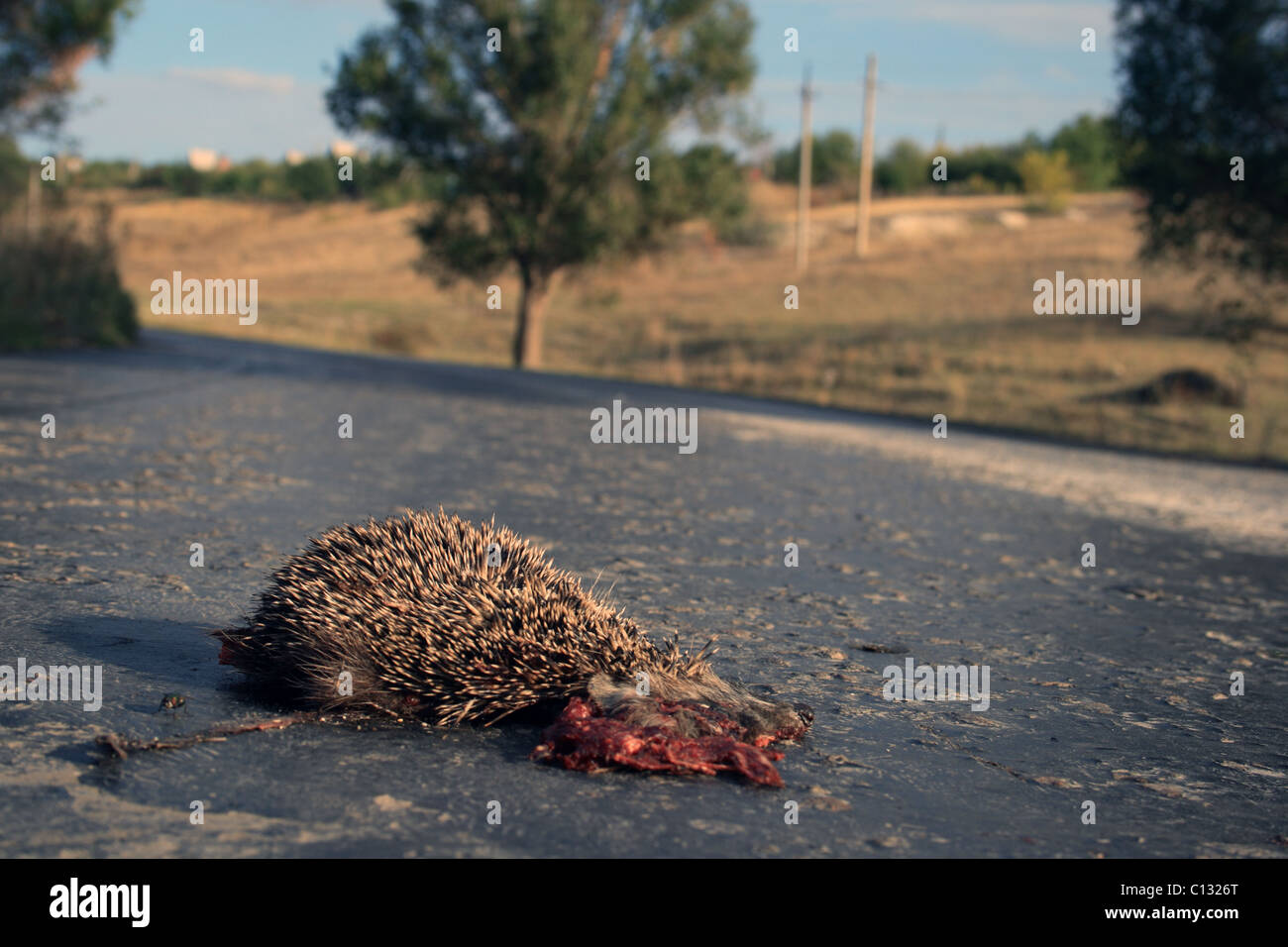 Toten Stachelschwein auf Straße Stockfoto