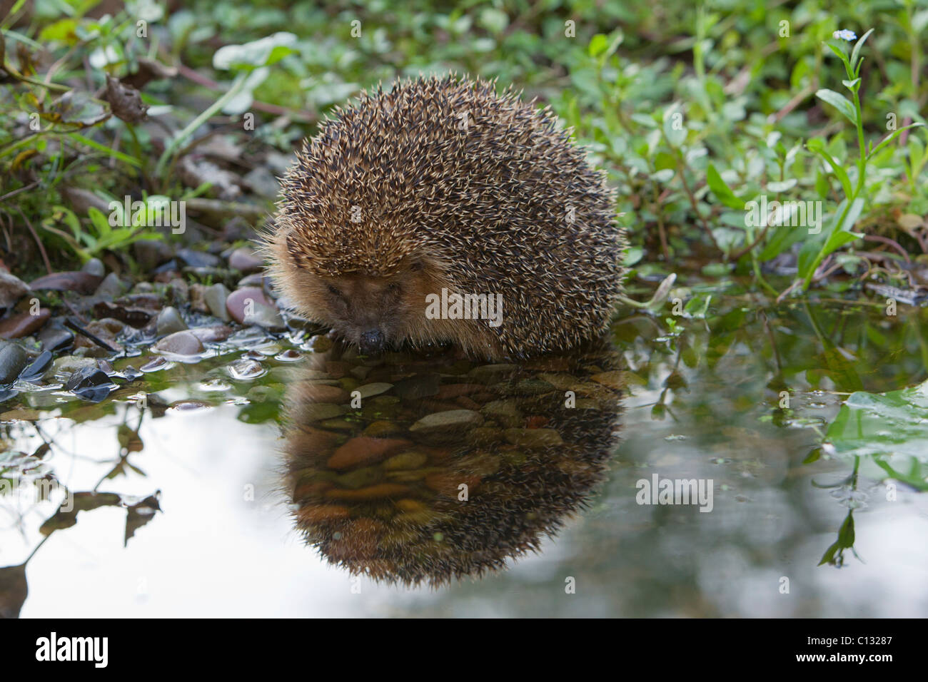 Garten igel Fotos und Bildmaterial in hoher Auflösung Alamy