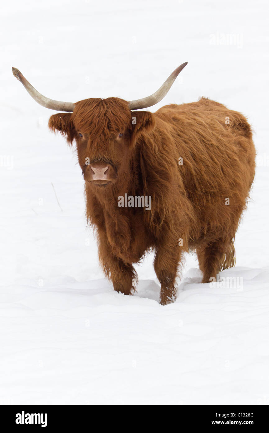 Highland-Kuh auf Schnee bedeckt Feld, im winter Stockfoto
