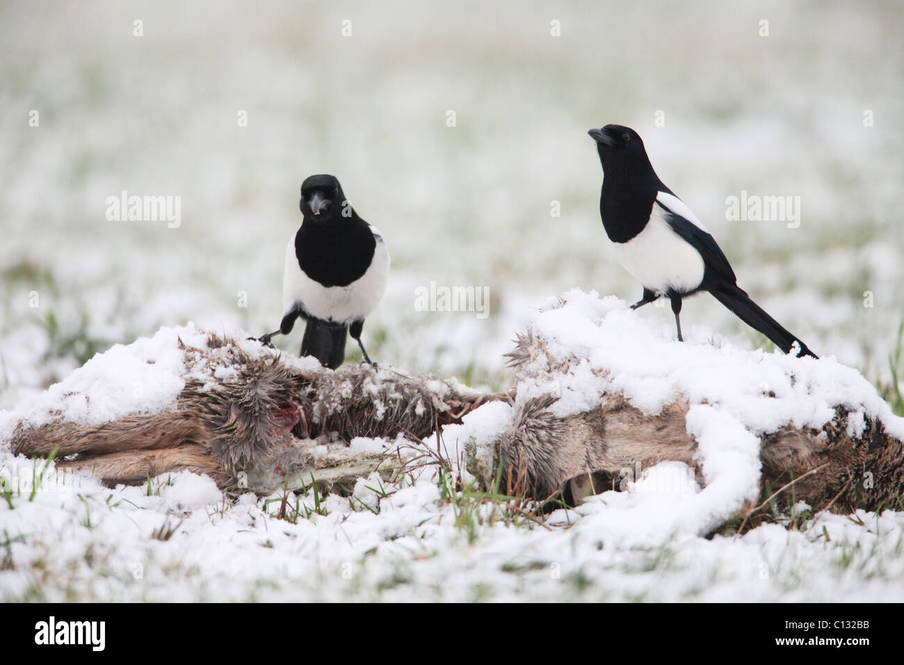 Gemeinsamen Elstern (Pica Pica), Fütterung auf Hirsche Kadaver im winter Stockfoto