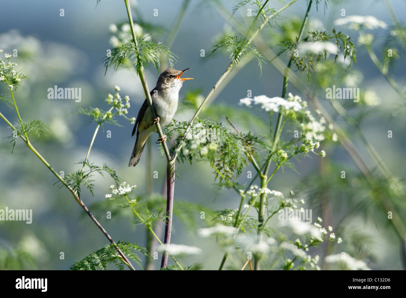 Marsh Warbler (Acrocephalus Palustris) singen aus Hemlock Blütenpflanze, Deutschland Stockfoto