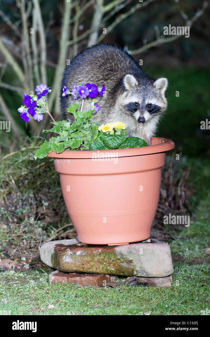 Waschbären garten Fotos und Bildmaterial in hoher Auflösung Alamy