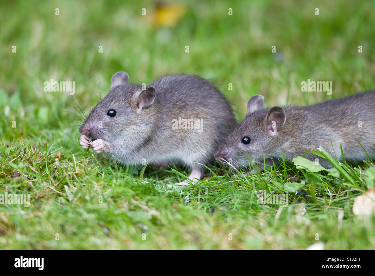 Brown-Ratten (Rattus Norvegicus), baby Tiere ernähren sich von Vogelfutter im Garten, Loer Sachsen, Deutschland Stockfoto