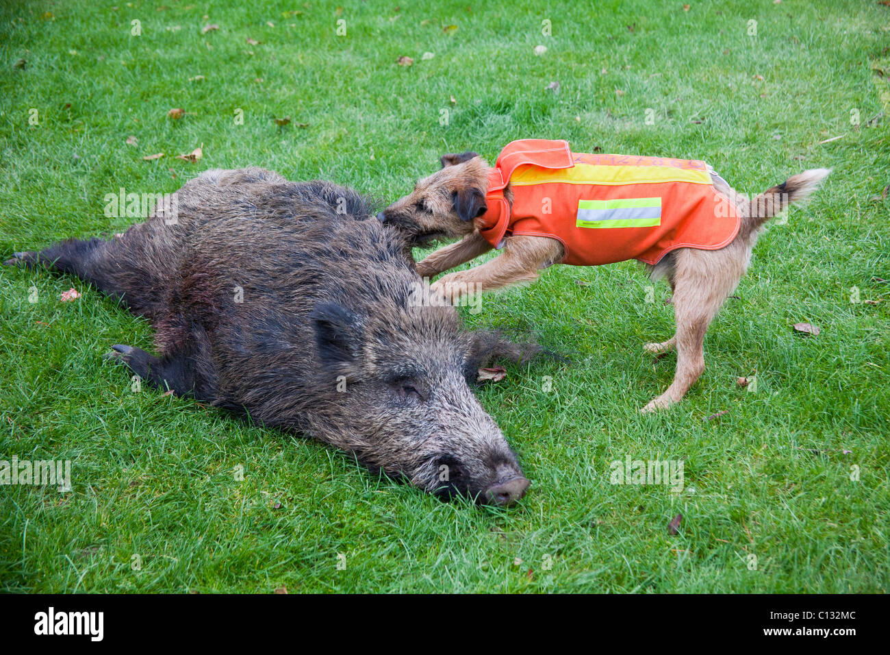 Westfalen Terrier, Jagdhund mit Schuss Wildschwein, Niedersachsen, Deutschland Stockfoto