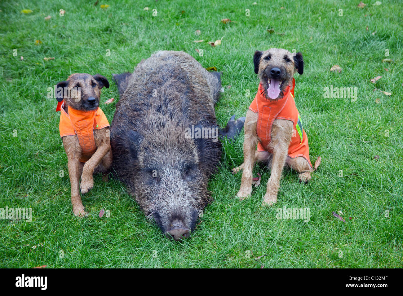 Westfalen Terrier, Jagdhunde, zwei mit Schuss Wildschwein, Niedersachsen, Deutschland Stockfoto