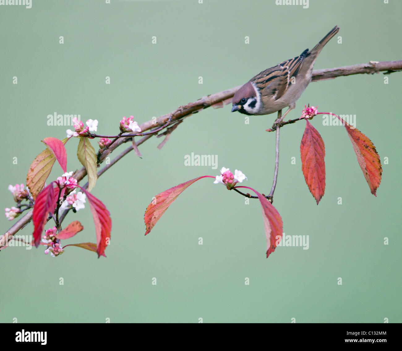 Baum-Spatz (Passer Montanus), Blüte Viburnum Zweig, Herbst, untere Sachsen, Deutschland Stockfoto